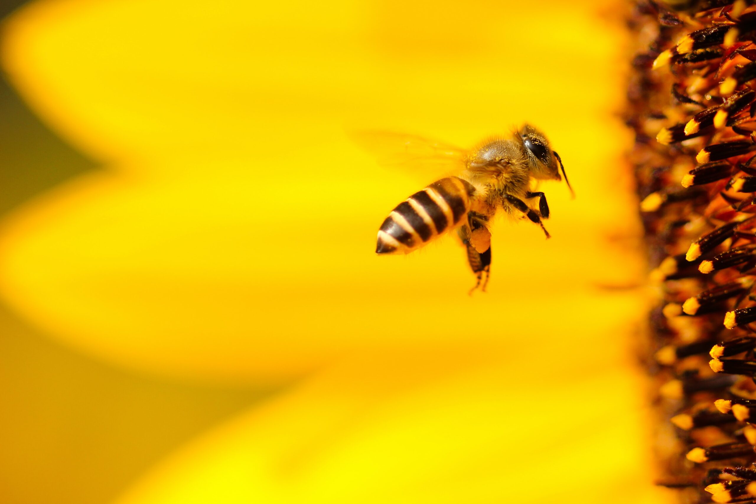 World Bee Day: The Buzz About European Honey Bees