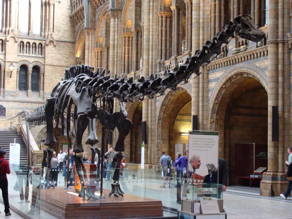 Diplodocus replica