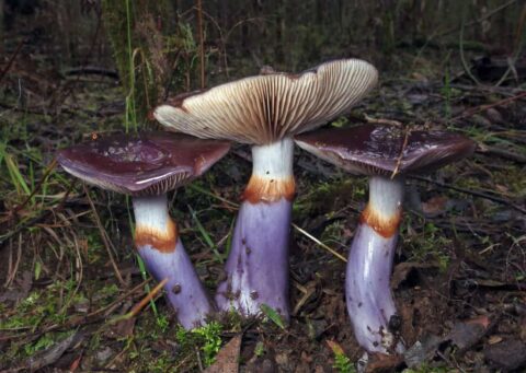 Fungi