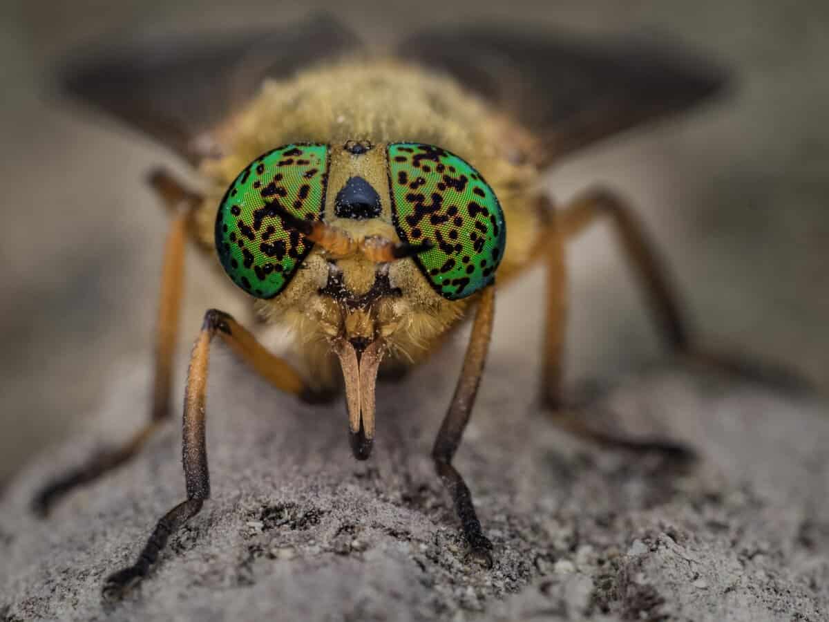 Eyes on Flies by Bryan Lessard