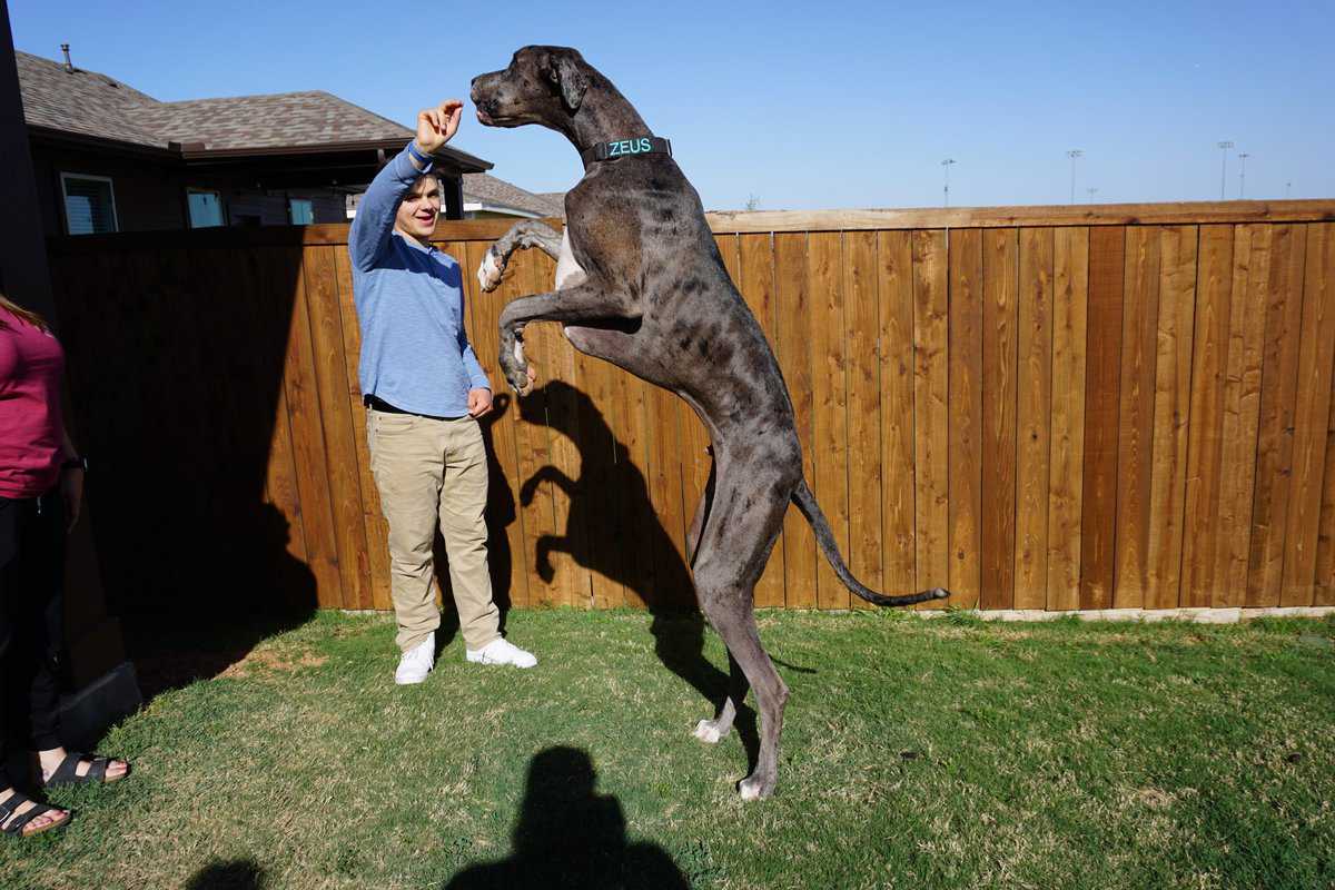 3049545_Zeus-Tallest-Dog-DSC00231-scaled-2 3049545 zeus tallest dog dsc00231 scaled 2