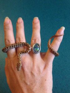 Rjin Collins ephemera