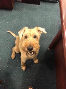 Larry the Irish Terrier