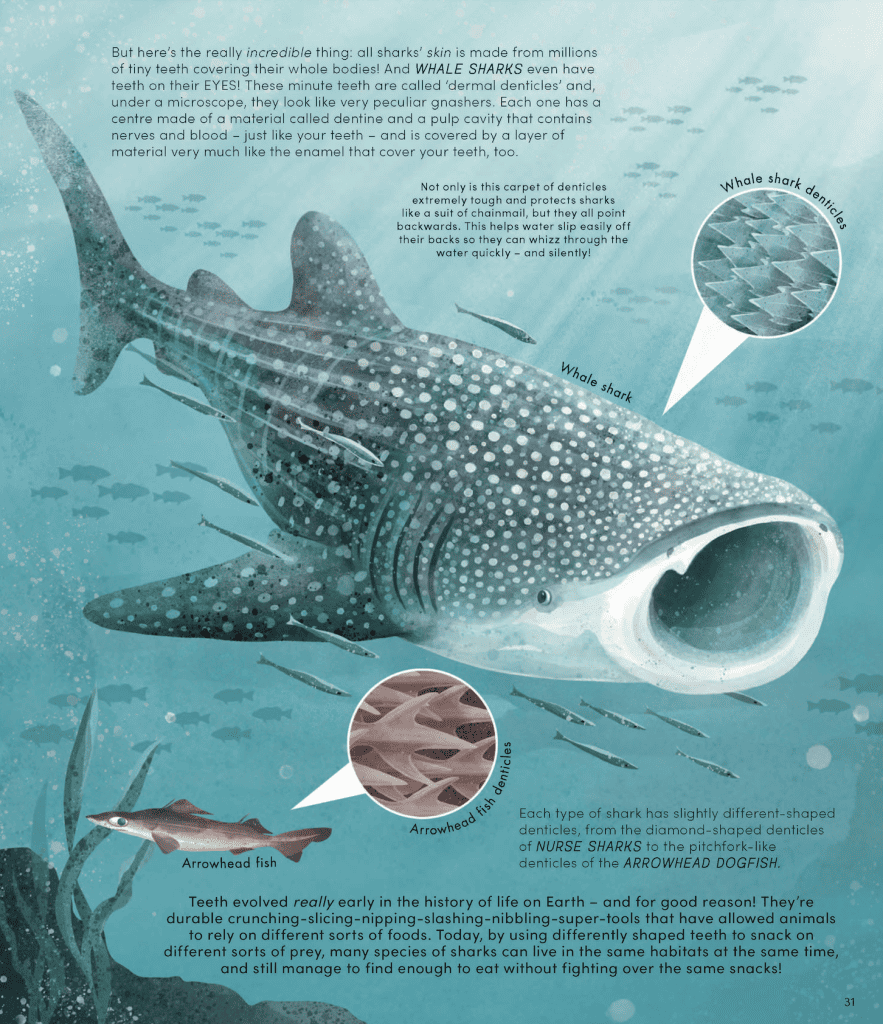 Everything You Know About Sharks is Wrong extract 2