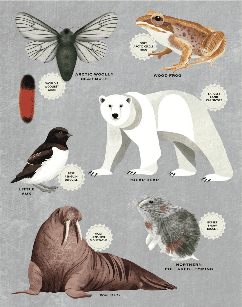 Wildlife Compendium of the World - Polar