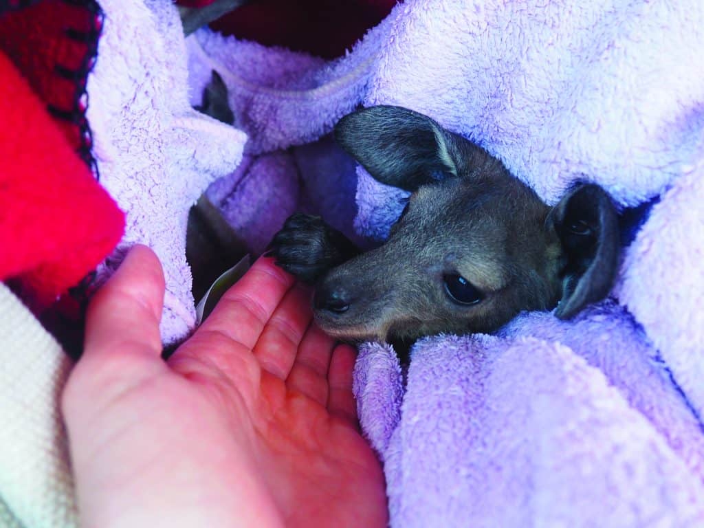 Saving Bunji 4 Brinkley Davies