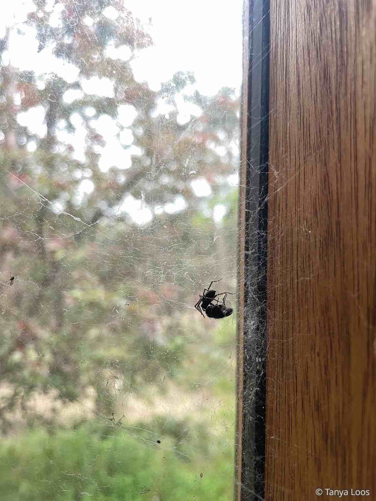 Black house spider from Living with Wildlife by tanya Loos