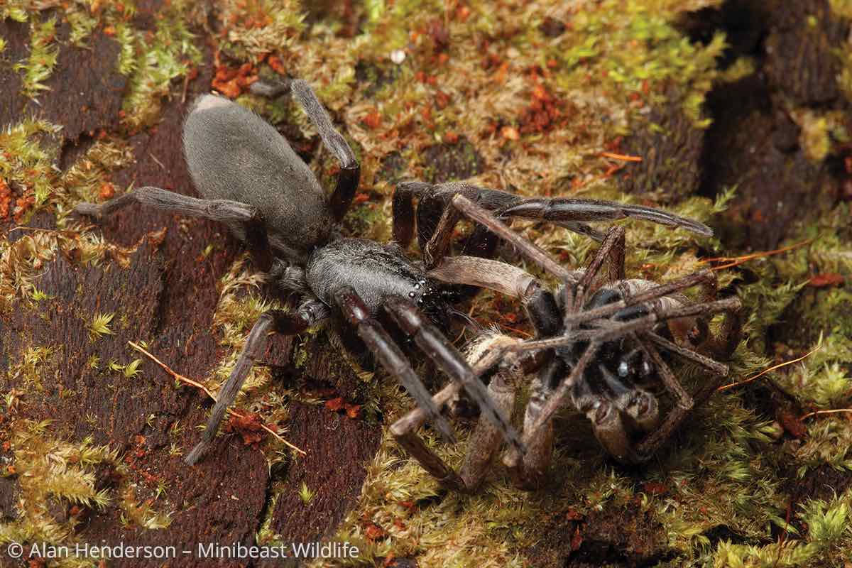 White-tailed spider from Living with Wildlife by Tanya Loos