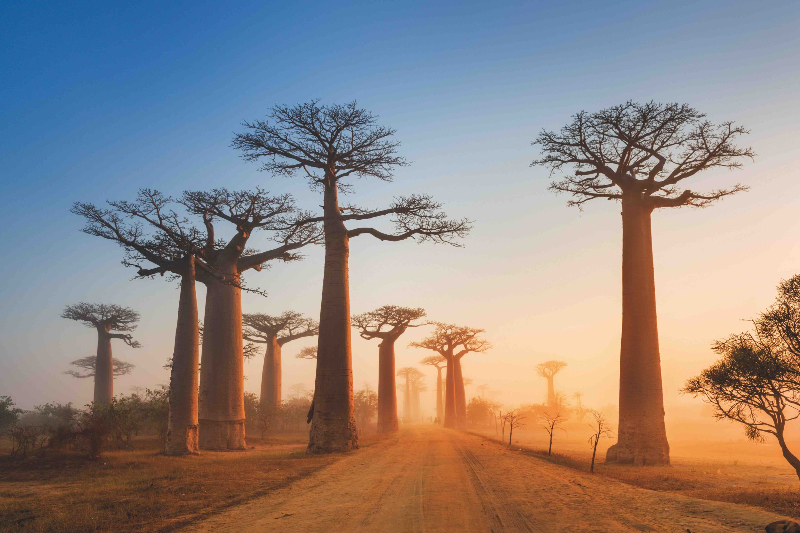 Grandidier’s Baobab