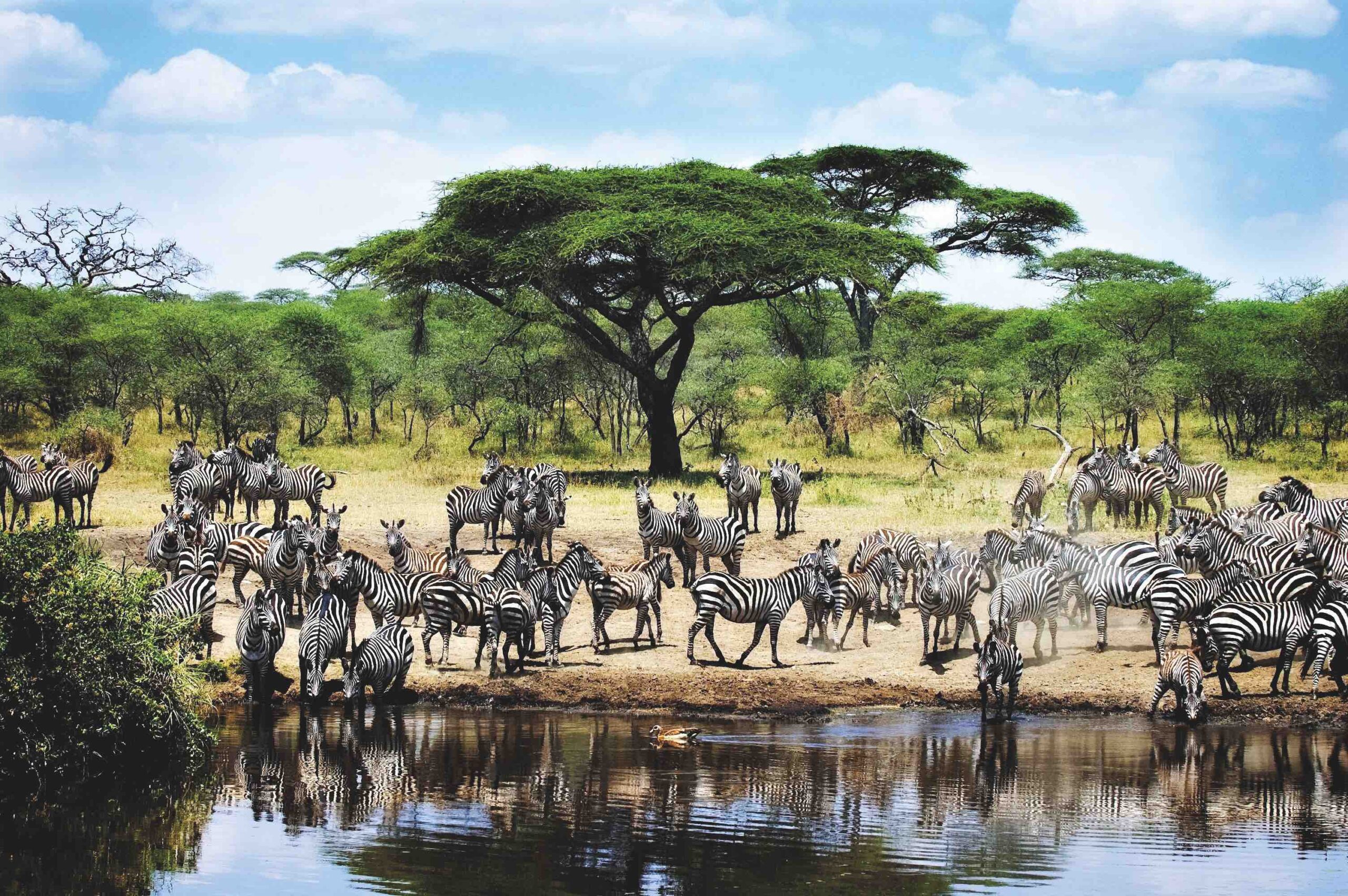 Umbrella Thorn AcaciaVachellia tortilis