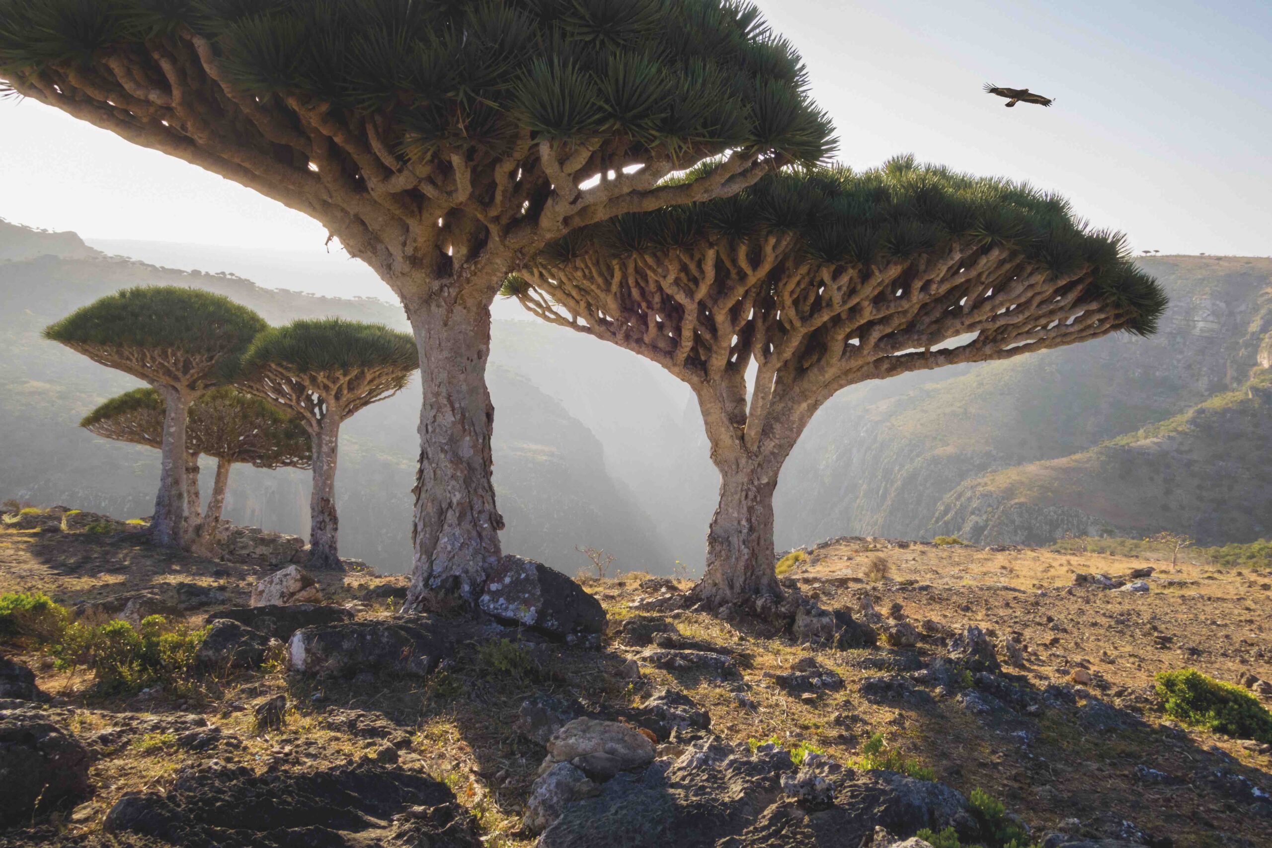 The Dragon Blood Tree Yemen