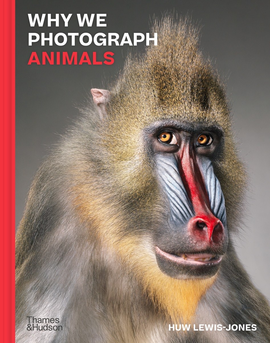 Why We Photgrapgh Animals