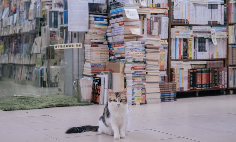 Canadian bookstore fosters local kittens