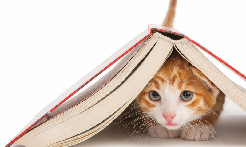 Furry Tales Children’s Story Competition is now open for submissions