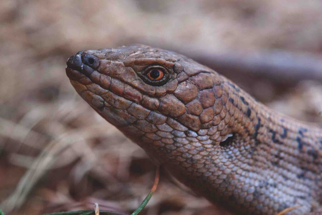 Pygmy Blue-tongue. Burra SA