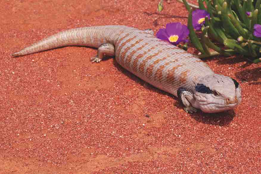 The Centralian Blue-tongue