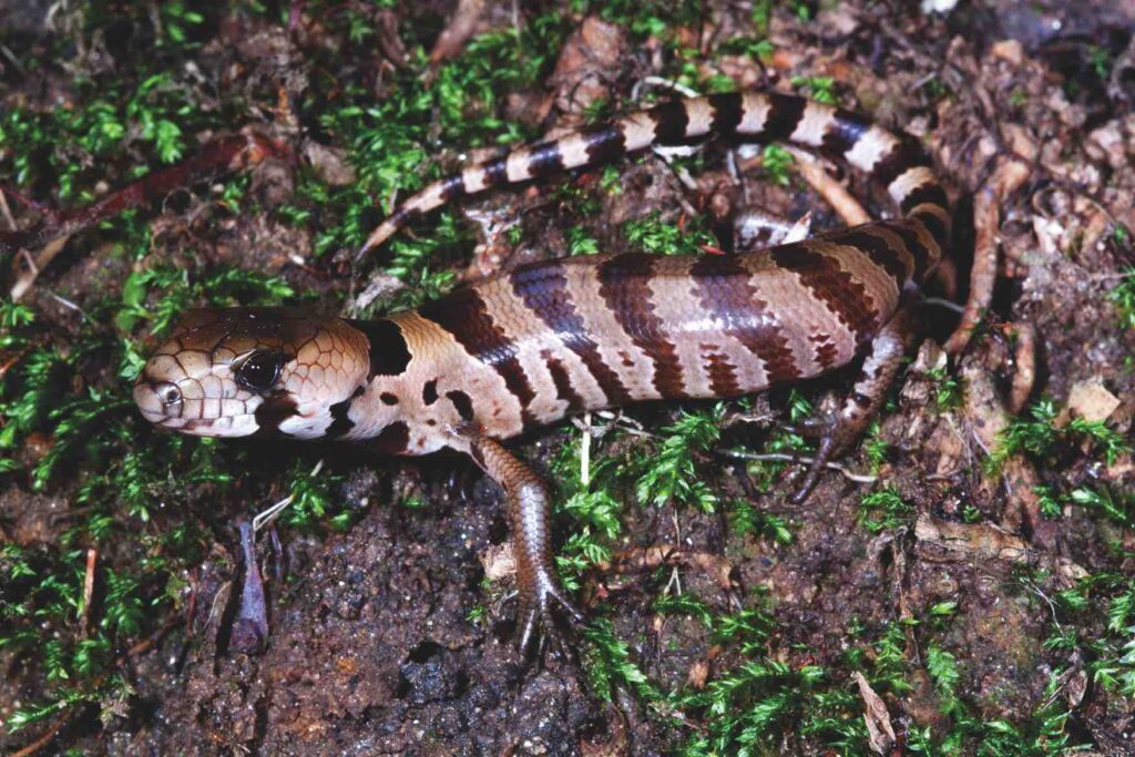 Alpine She-oak Skink, falls Creek, Vic