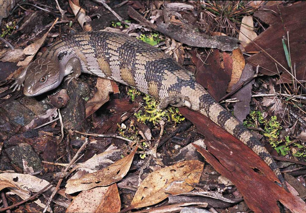 Eastern Blue-tongue Lizard Carseldine Qld