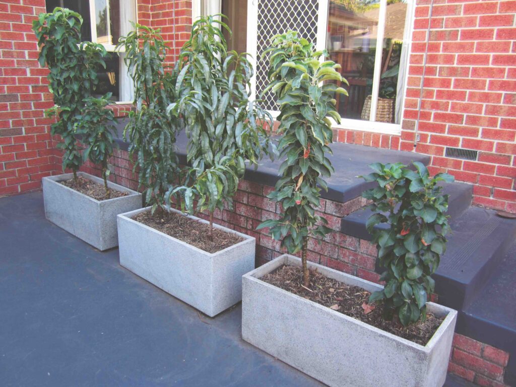 Image from The Rookie Gardener by Chloe Foster