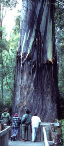 Eucalyptus by Stephen D Hopper