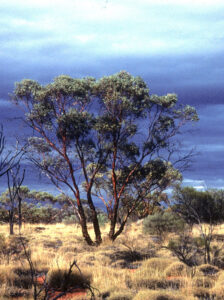 1b euc glomerosa lake throssel 853.3 9 5 1984 sdh 008