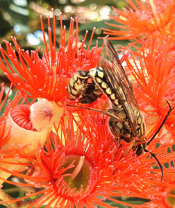 2 corymbia ficifolia and flower wasps goode beach sdh