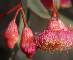 Eucalyptus by Stephen D Hopper