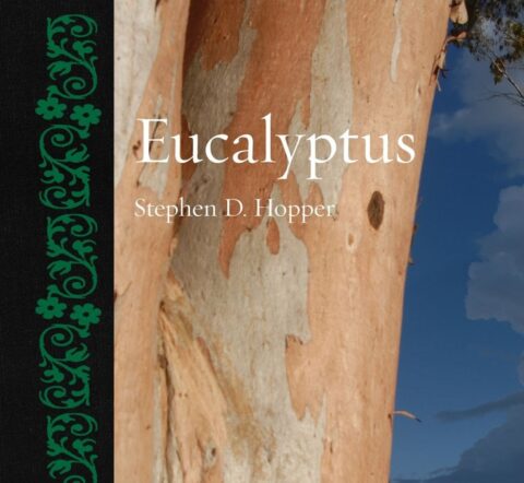 Stephen D Hopper on the amazing world of Eucalyptus