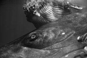 Giants by Jem Cresswell 005