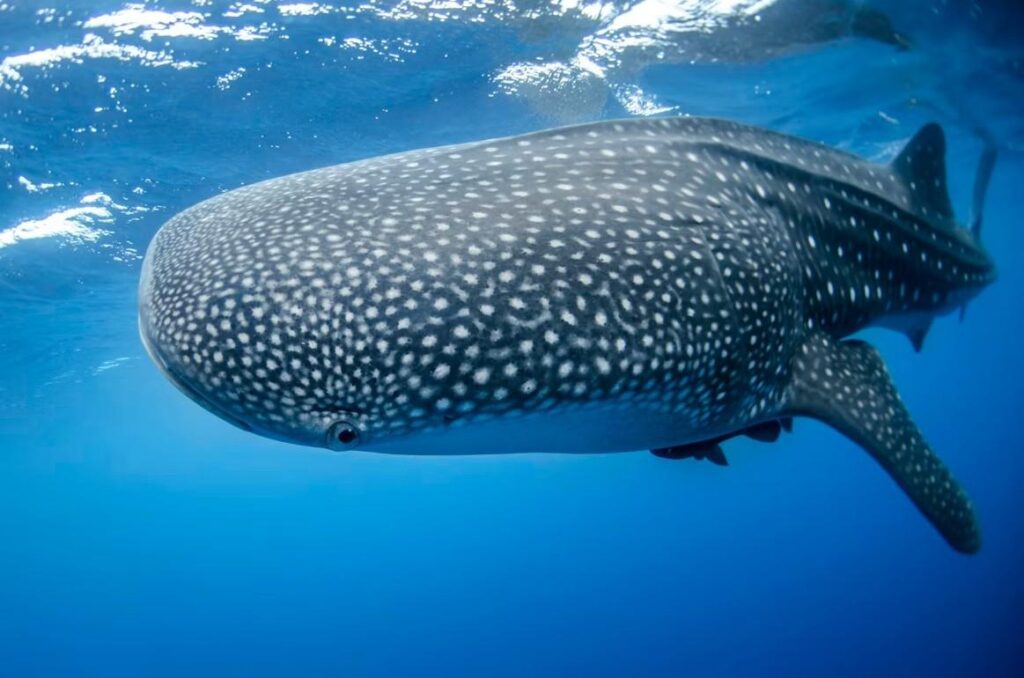 whale-shark-jack-free-image.jpg