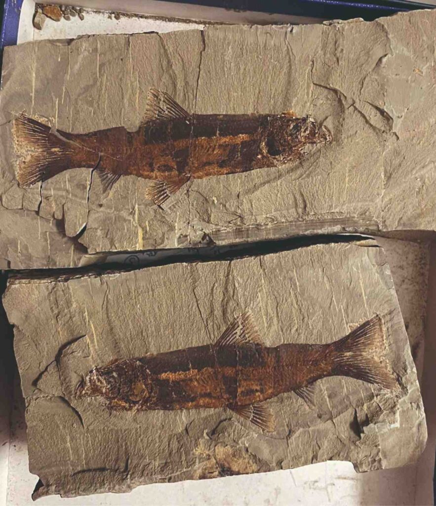 Found-A-Fossil-image-1.jpg