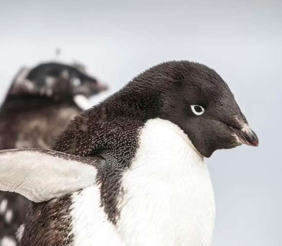 Adelie_penguins_version_1.jpg