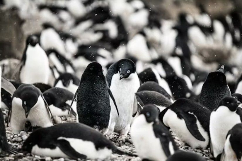 Adelie_Penguins_version2.jpg