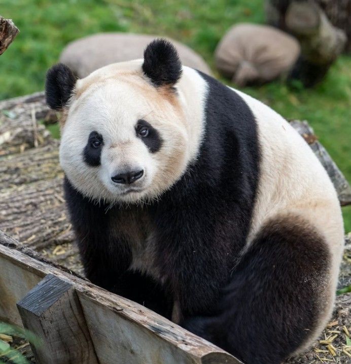 panda_stock_photo