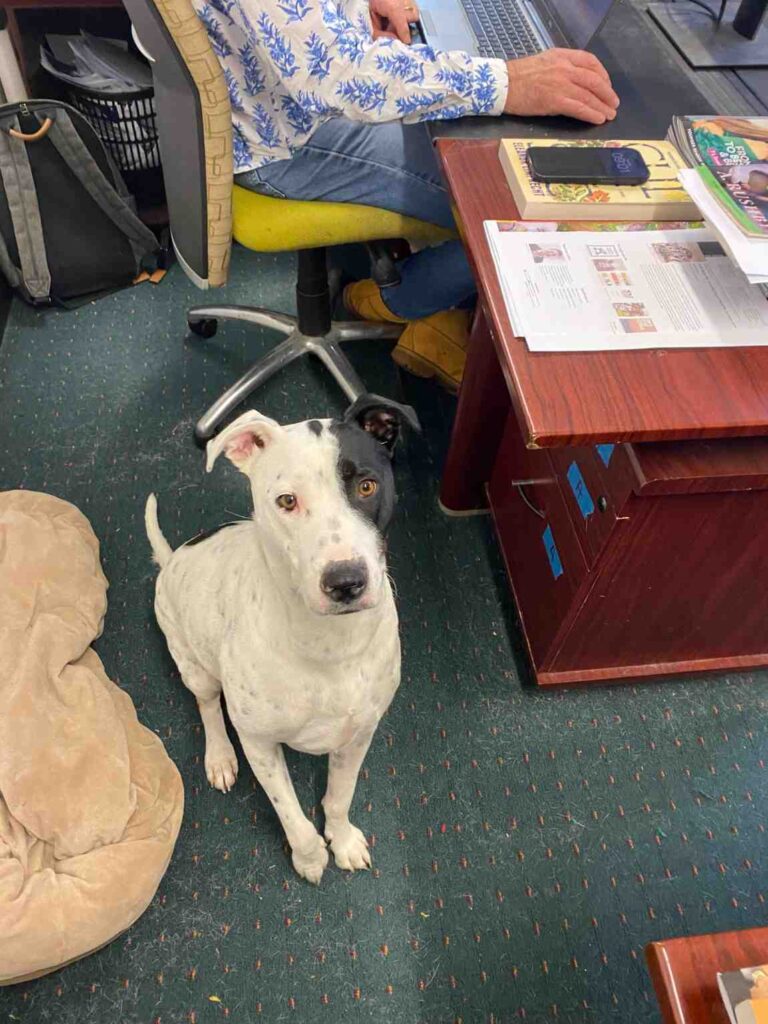 Image of Dotty, David's dog.jpg